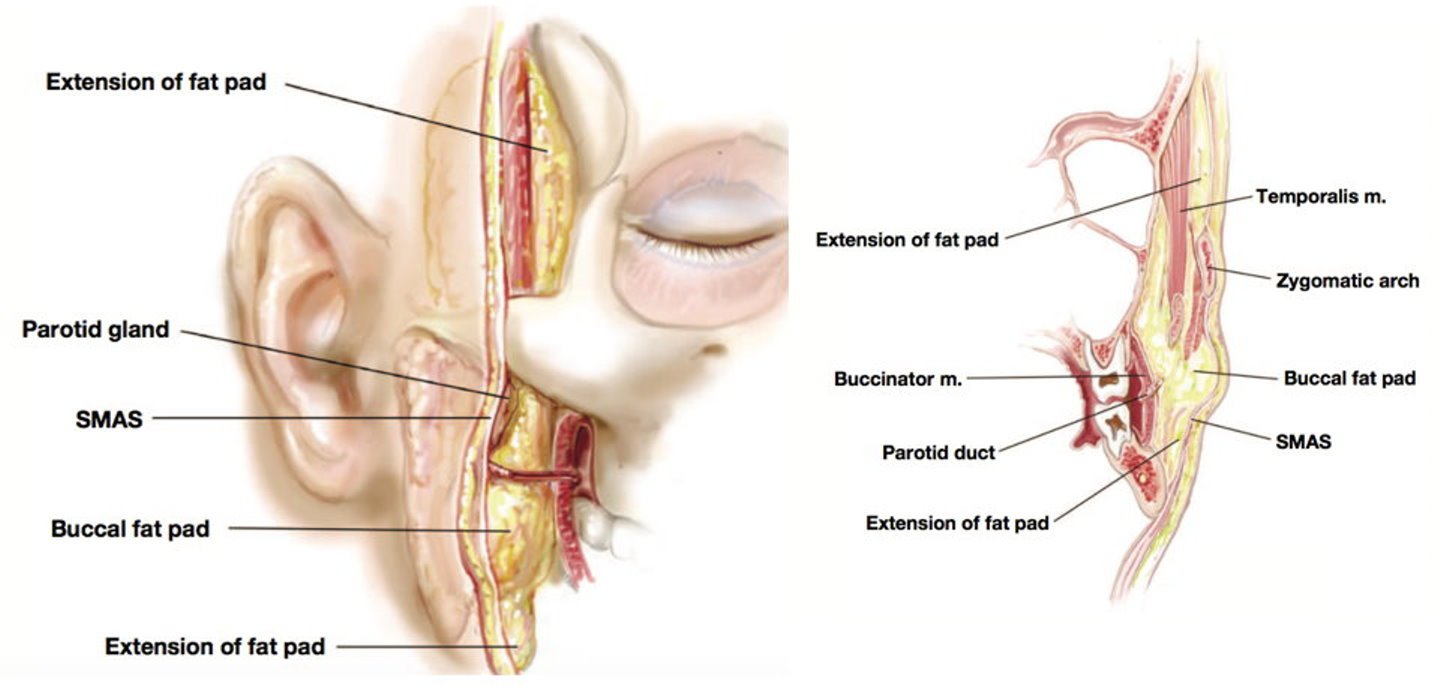 Жировое тело. Жировое тело щеки Биша. Отростки жирового тела щеки.
